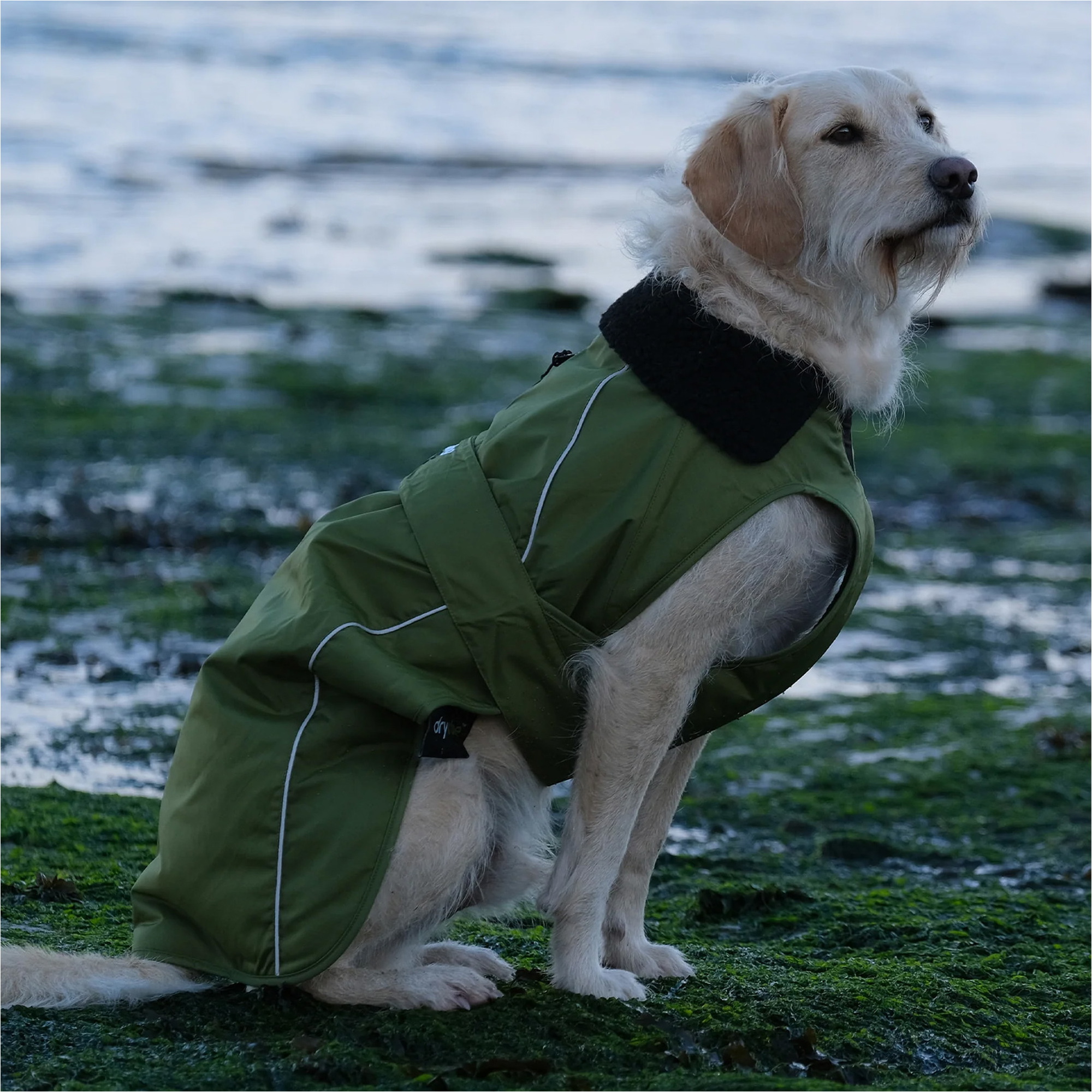 2026  Dryrobe -Hundemantel V3DRDC   Black  / Dunkelgrün